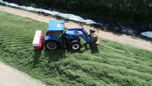 Tractor driving over silage mound