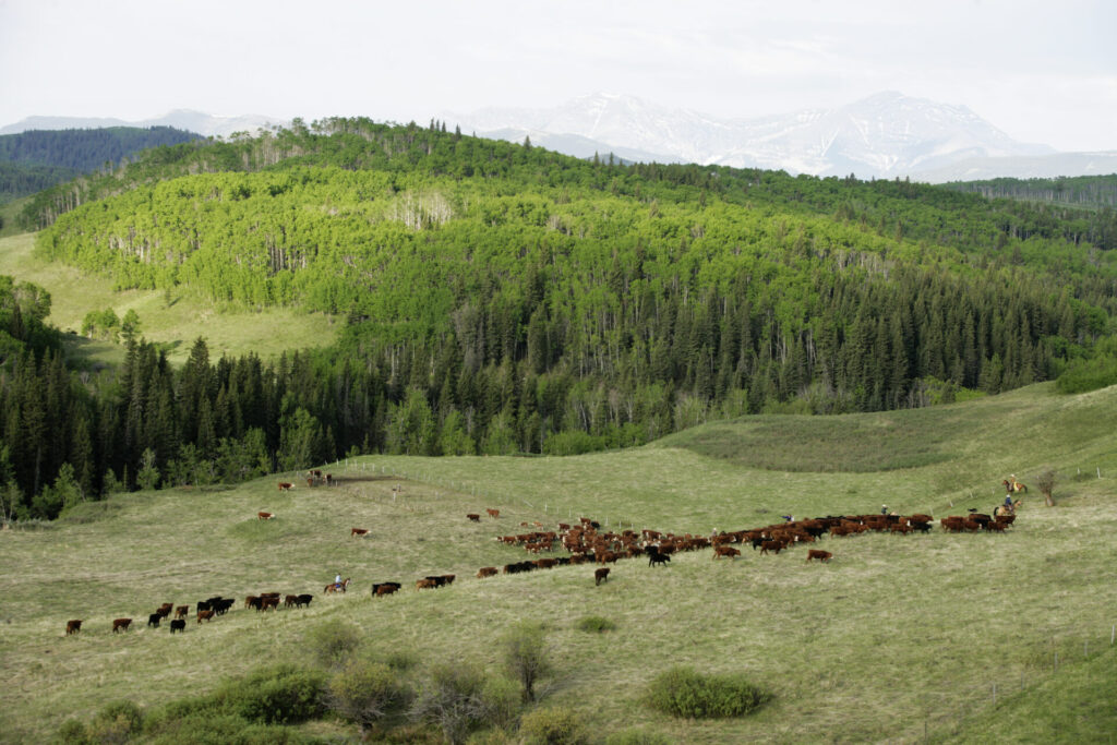 aerial shot of riders moving herd of cattle in mountains on horseback