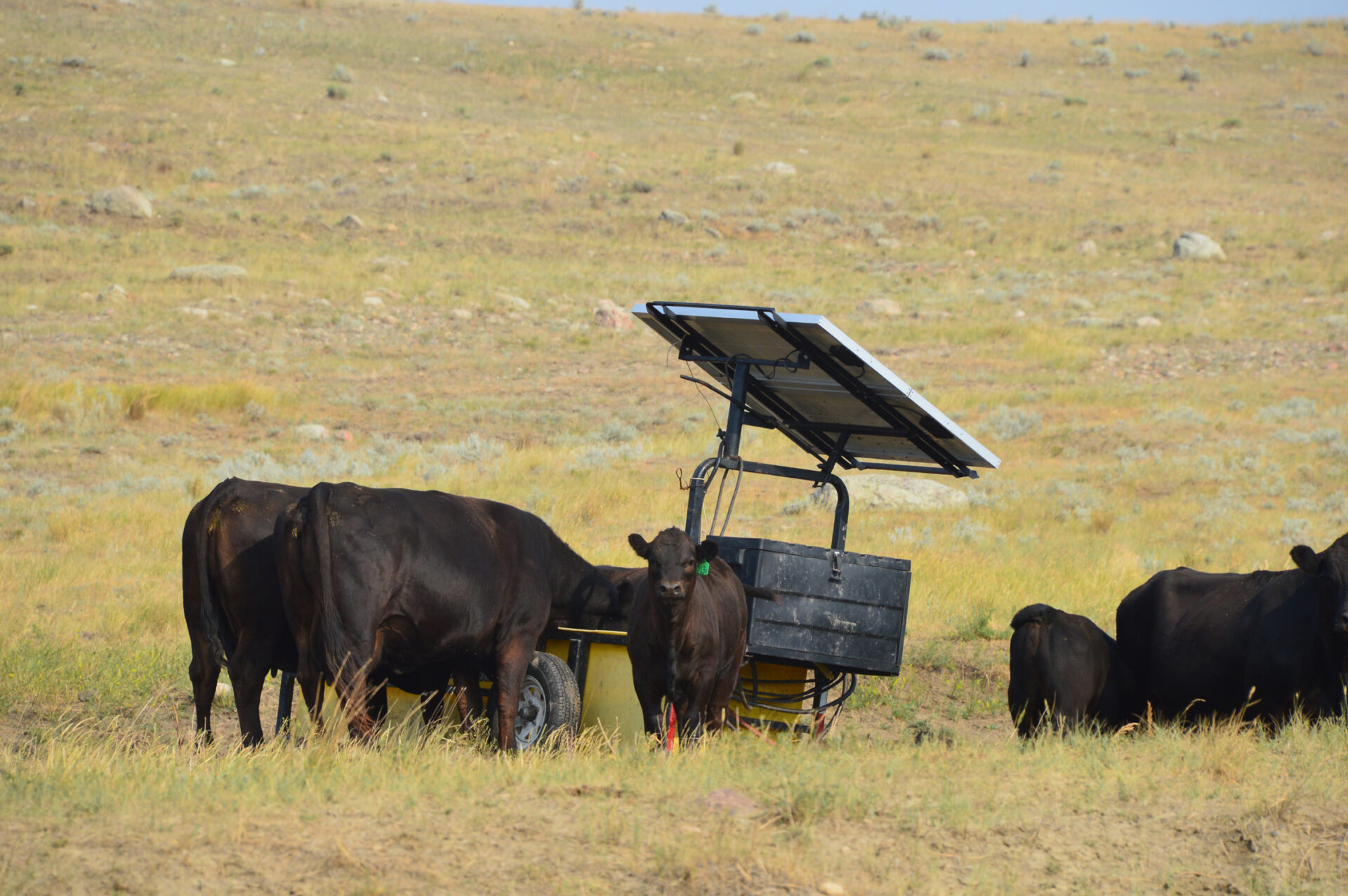 beef cattle with water system during drought conditions