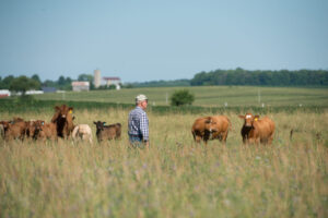 eastern beef cattle producer in pasture with red and white faced cows and calves