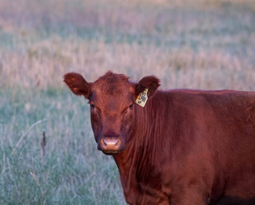 red cow early fall pasture
