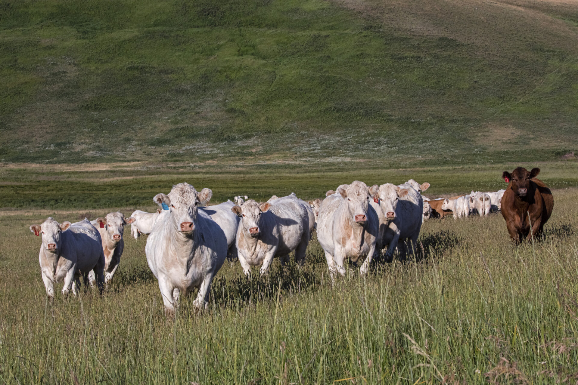 Cowbytes Example ATTN Researchers: BCRC Proof-of-Concept and Clinical Trial Call for ...
