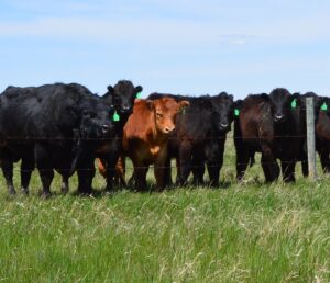 bull and heifers behind fenceline