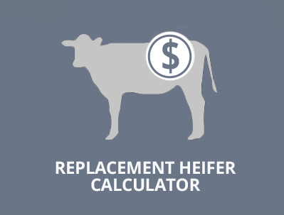 The Beef Cattle Research Council's Replacement Heifer Calculator