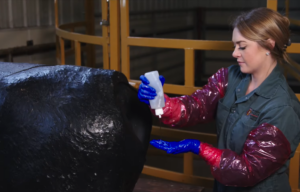 clean the cow before checking calf position