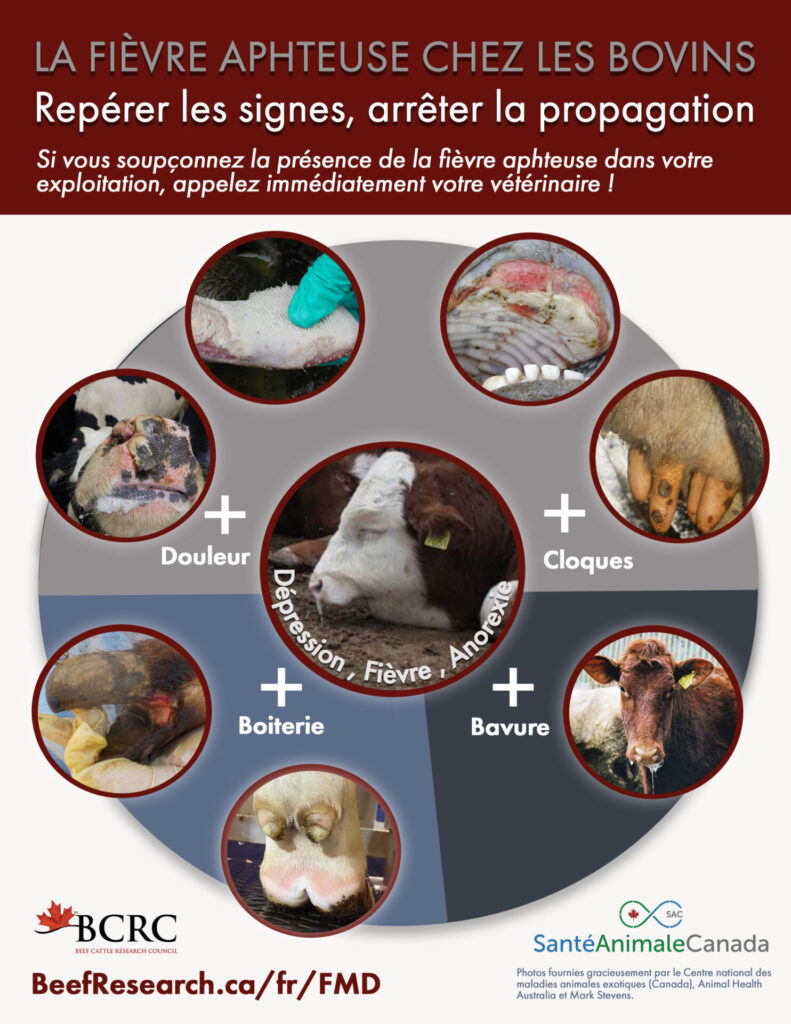 Signes cliniques et diagnostic de la fièvre aphteuse