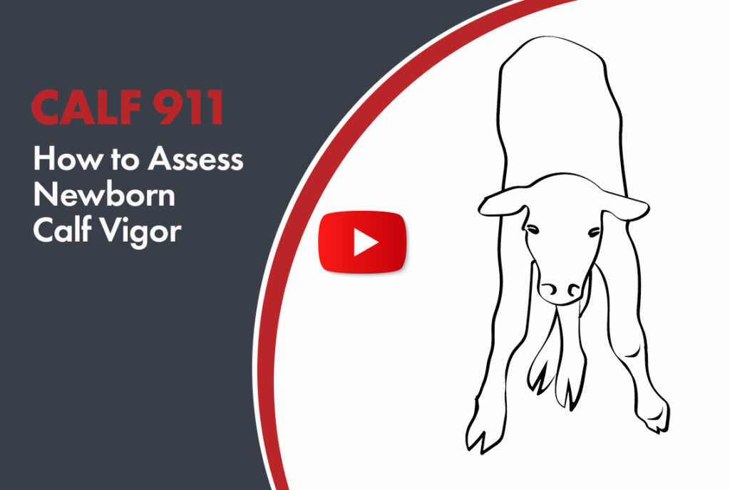 hot to assess newborn calf vigor