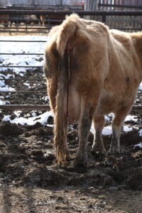 beef-cow-with-retained-placenta