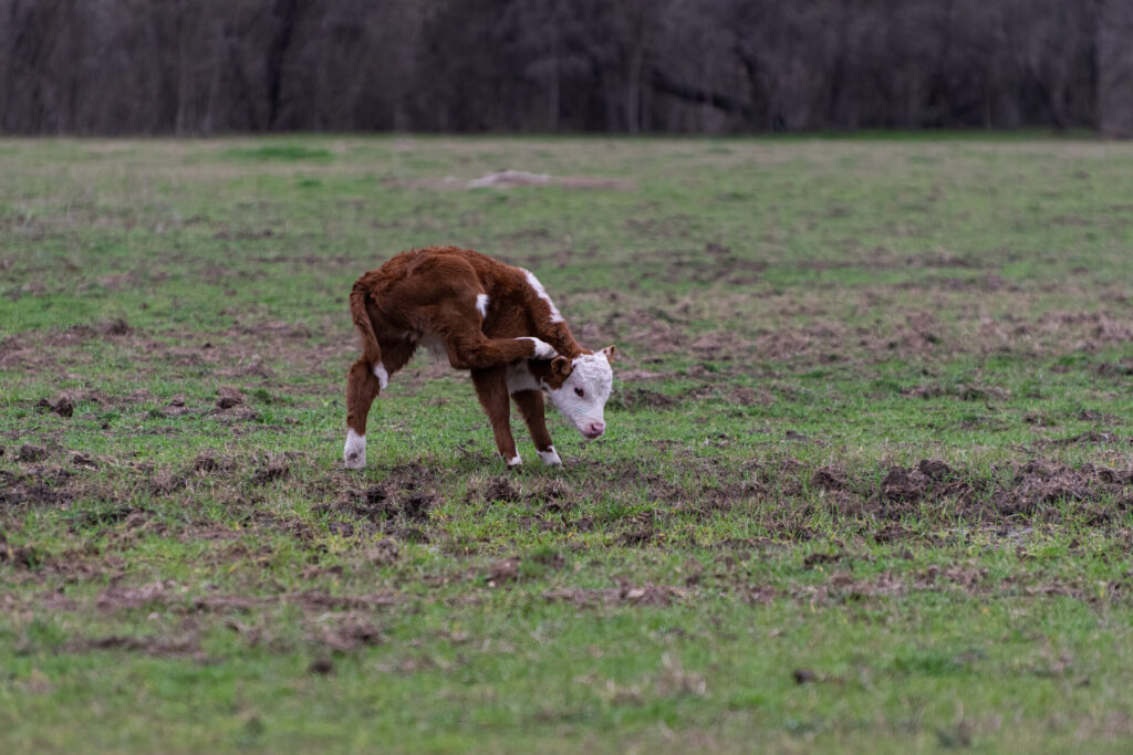 polled Hereford calf scratching his ear due to parasites