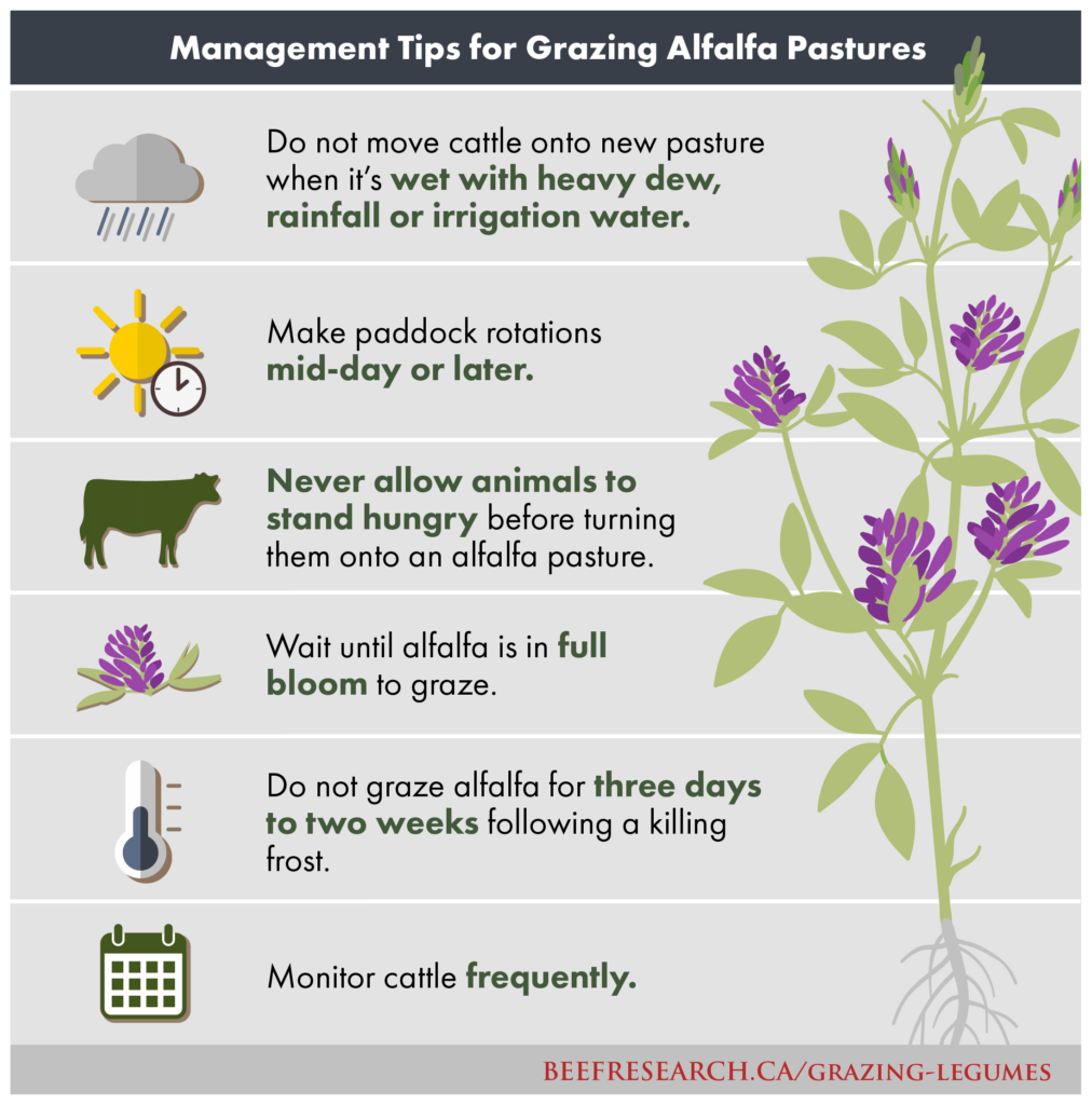 management-tips-for-grazing-alfalfa