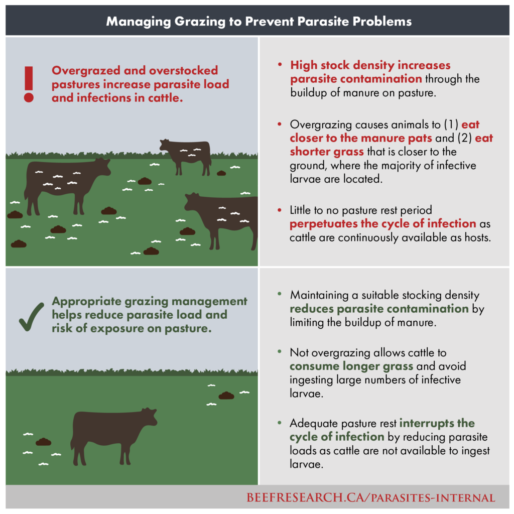 Managing grazing to prevent parasite problems -- overgrazed pastures increase parasite load and infection in cattle.