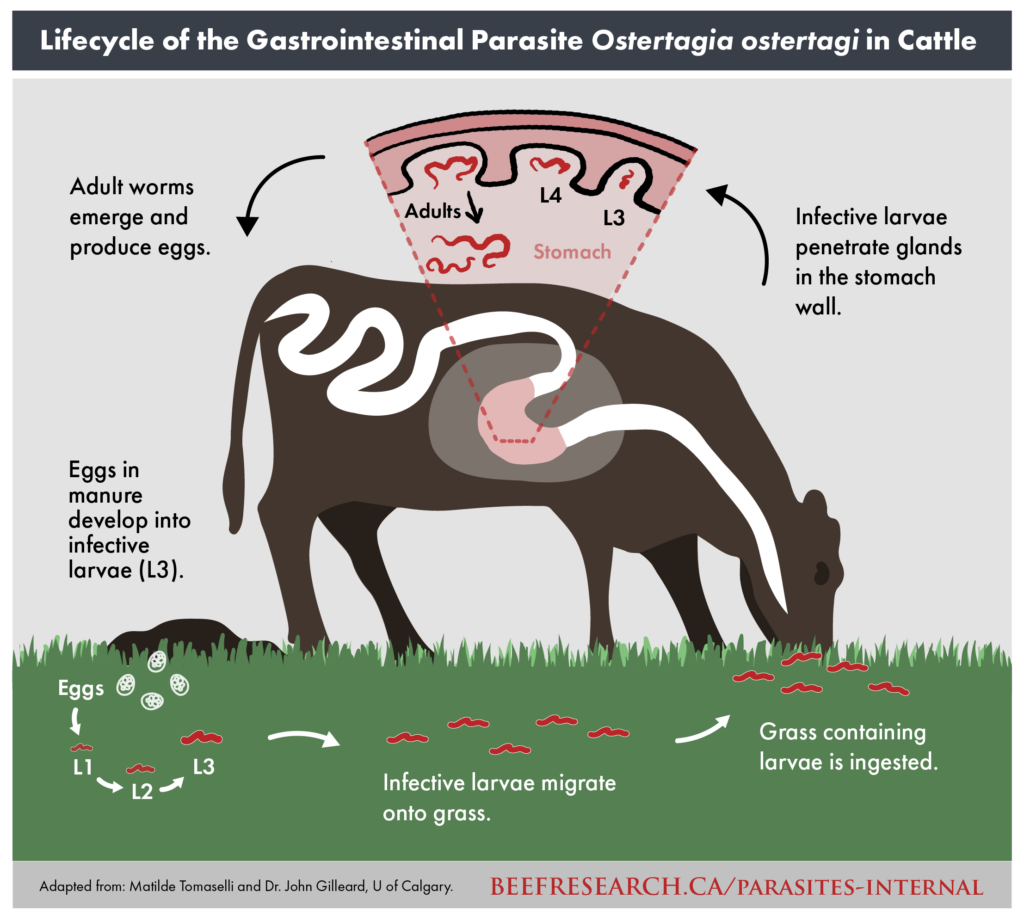 life cycle of ostertagia gastrointestinal parasite