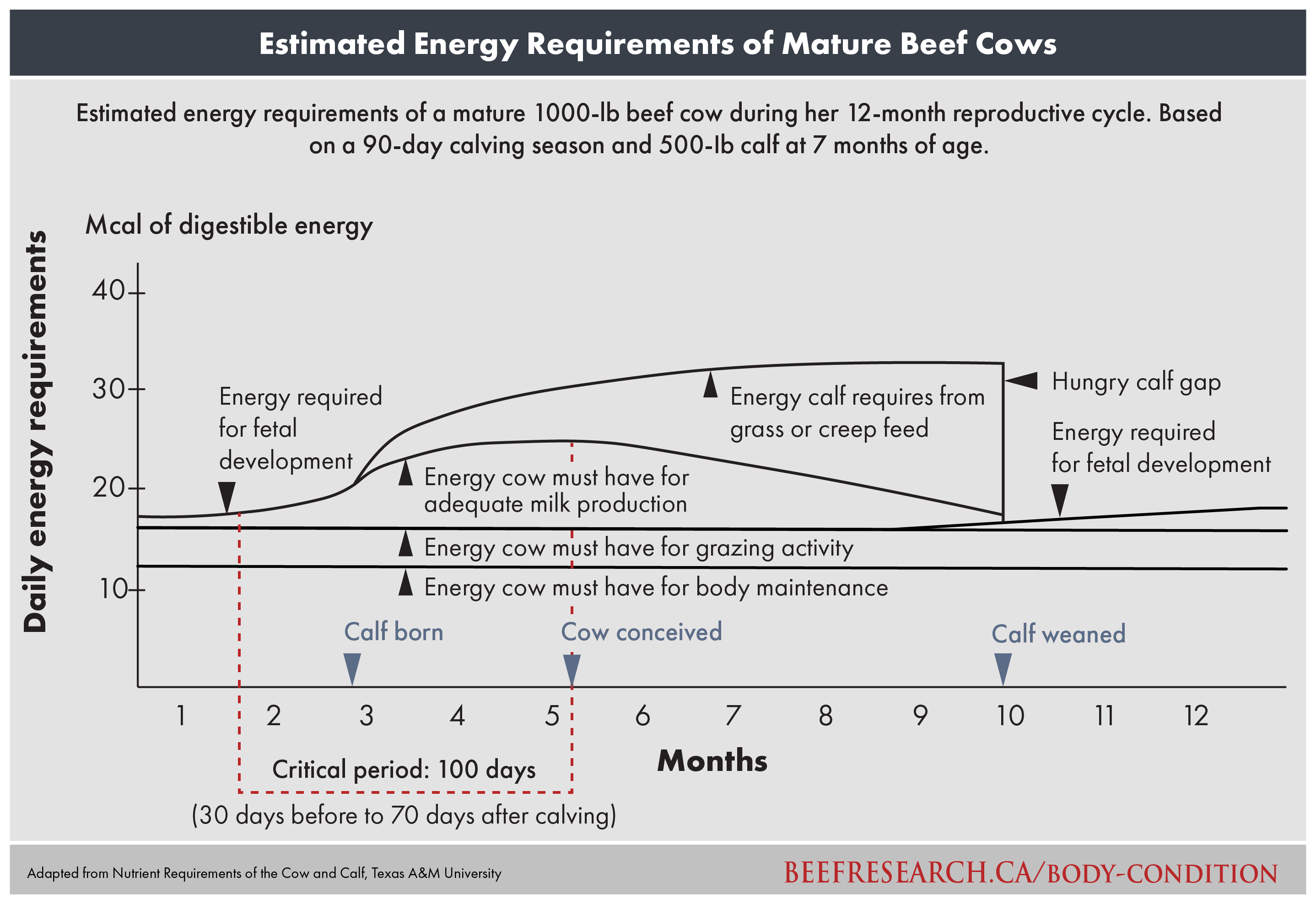 beef cow energy requirements