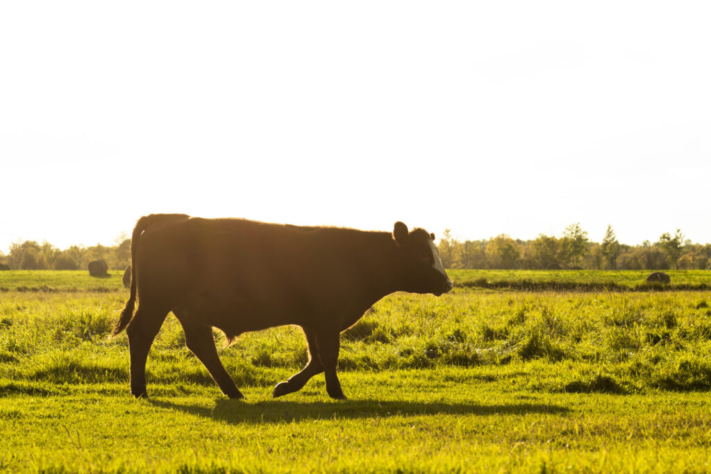 beef steer walking on green grass in fall