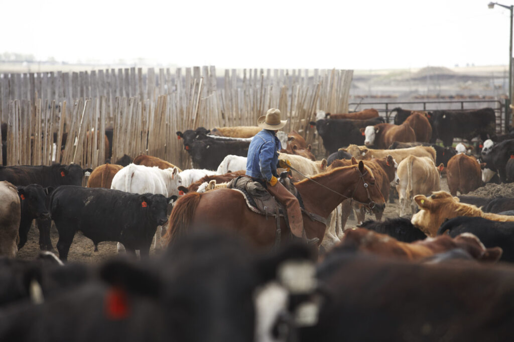 rider in beef cattle feedlot