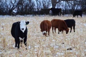 Cattle grazing corn winter