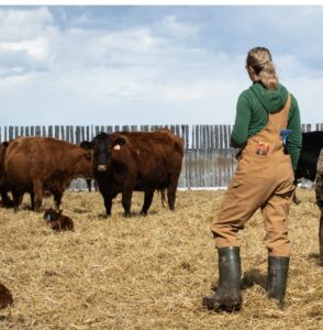 female beef producer tagging calves