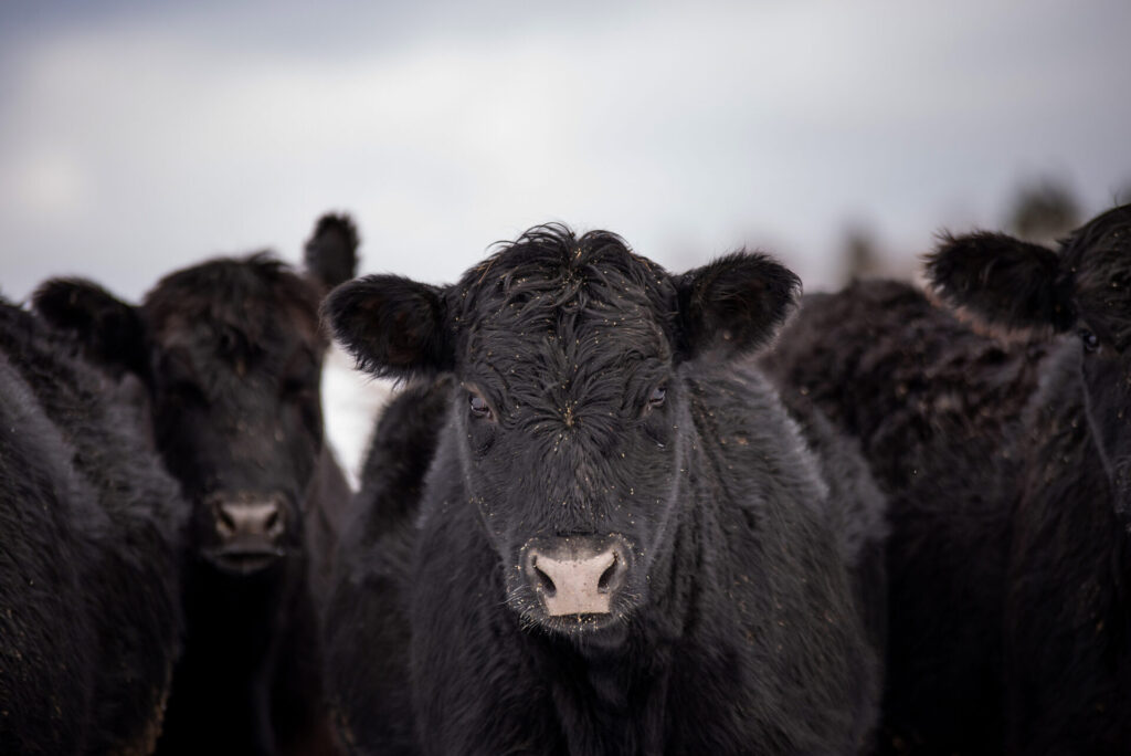 black Angus cattle in winter