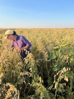 Saskatchewan beef producer Carmen Jackson examining polycrop blend