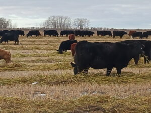 cattle swath grazing in Saskatchewan