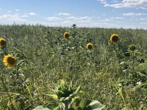 complex polycrops mix with sunflowers in Saskatchewan