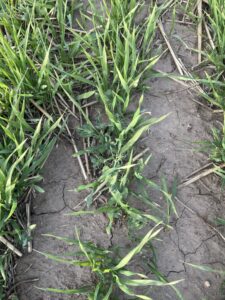 oat, pea polycrop mix