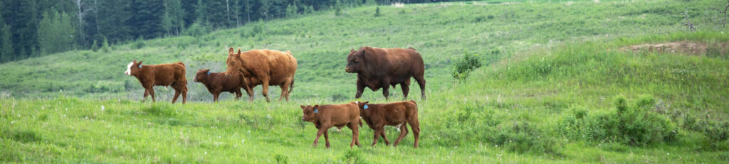 bull cows and calves on green grass