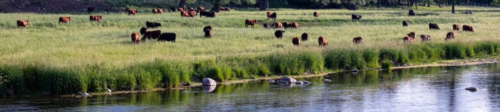 cattle and water