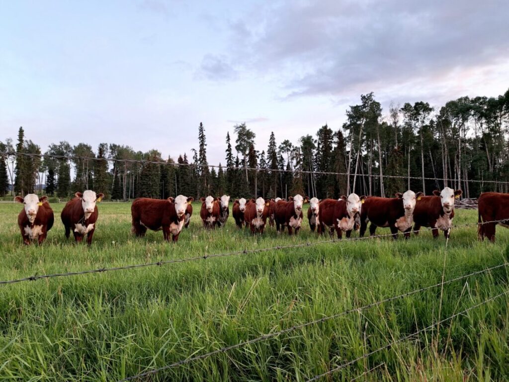 Hereford heifers from Copper-T Ranch