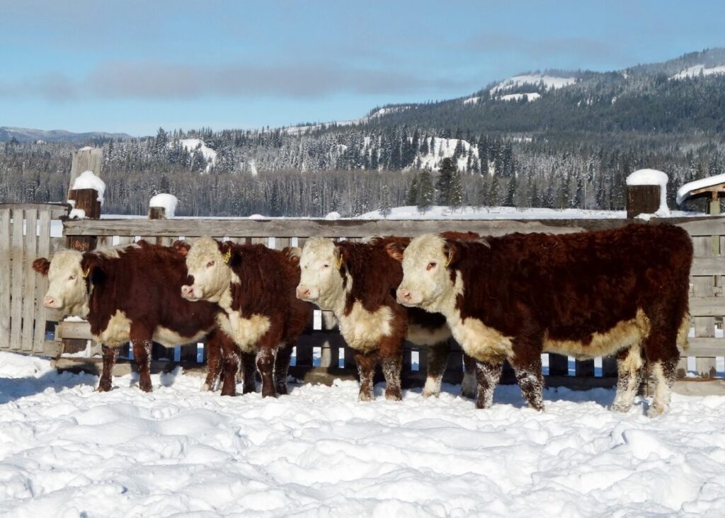 Hereford replacement heifers from Copper-T Ranch in British Columbia