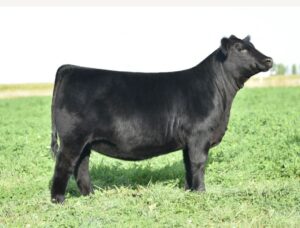 black Angus heifer from Dudgeon Cattle Company