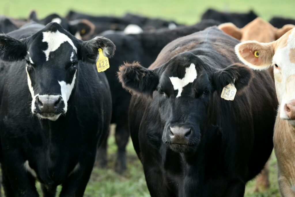 The Top Cut bred heifers from Dudgeon Cattle Company in Dobinson, ON
