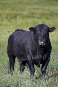 black Angus bull