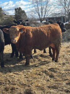 red beef bull in Ontario