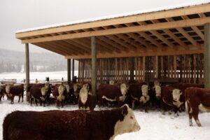 Yearling heifers in a sheltered wind break. Copper-T Ranch, BC.