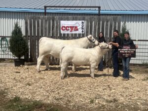 MR RancHers Charolais cattle