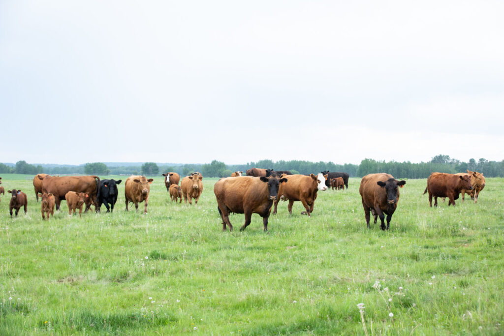 beef cattle herd green grass