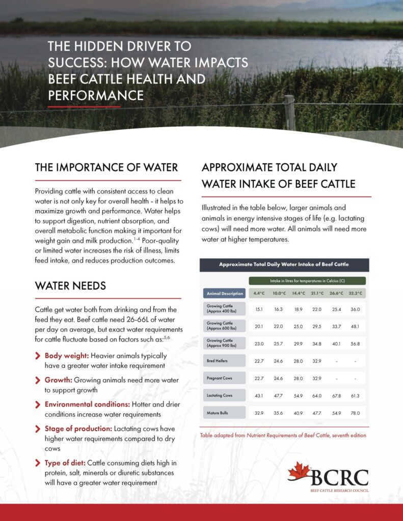 how water impacts beef cattle health and performance
