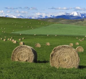 round hay bales on green grass