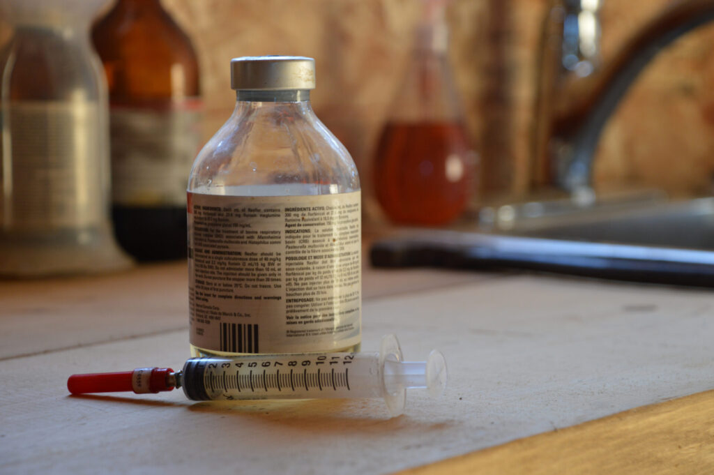 beef cattle vaccination