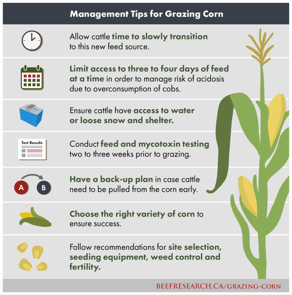 grazing corn considerations