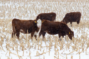 cattle grazing corn