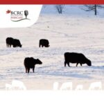 Canadian Beef Cattle Podcast episode 7 small herd management