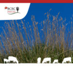 Canadian Beef Cattle Podcast episode 65 with forages