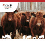 Canadian Beef Cattle Podcast episode 55 herd management