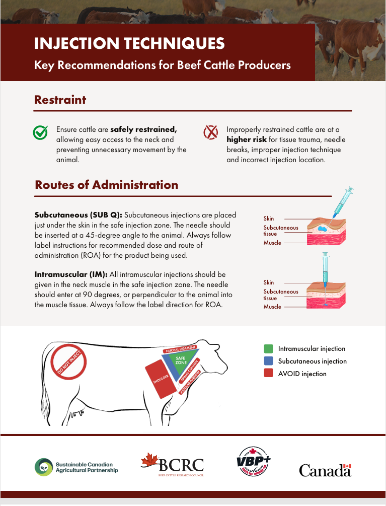 injection techniques: key recommendations for beef cattle producers