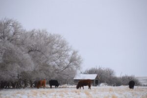 cows winter grazing near old barn