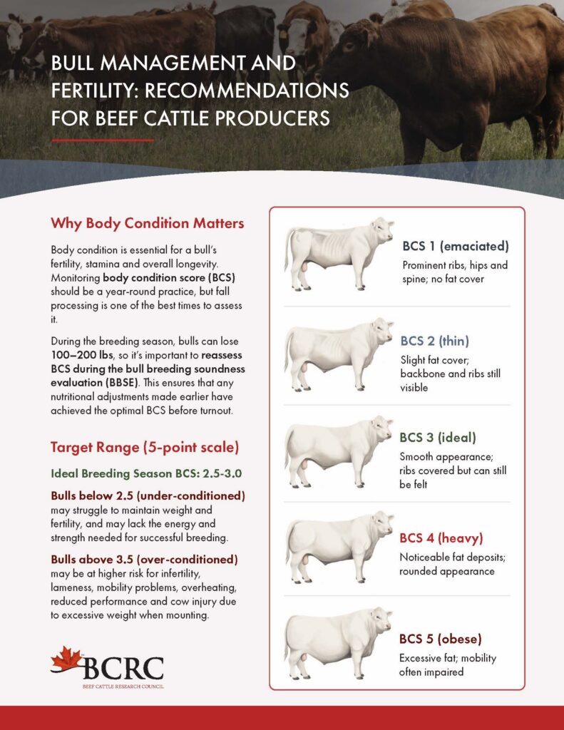 bull management and fertility recommendations