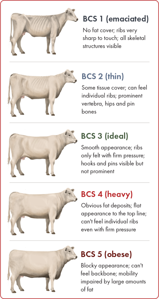 Canadian beef cow body condition score