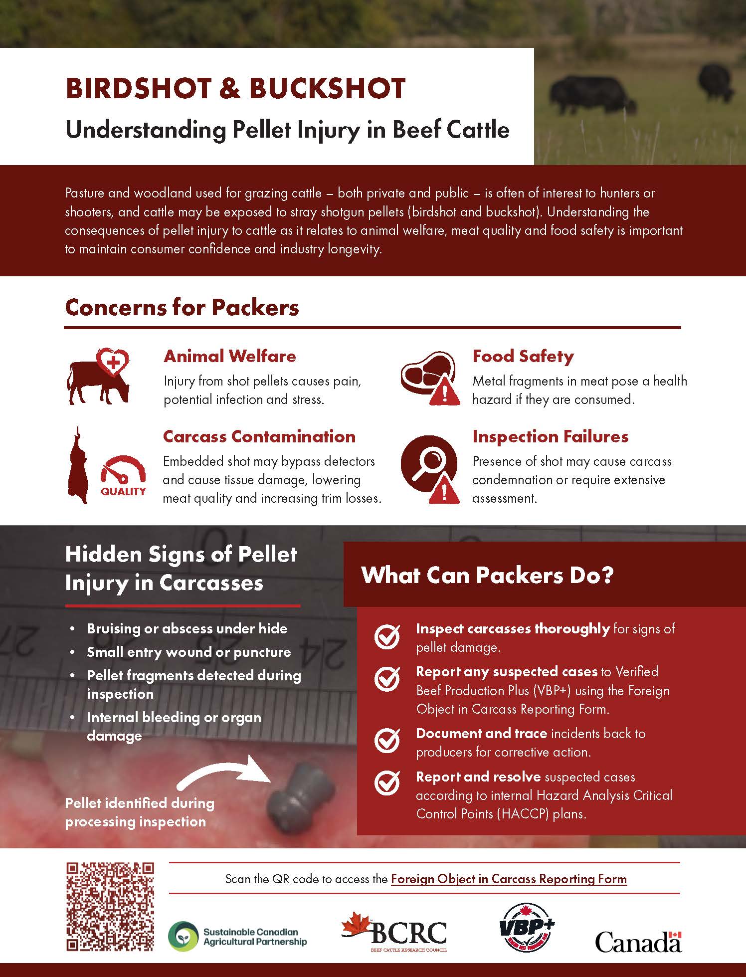 understanding pellet injury in beef cattle from birdshot and buckshot